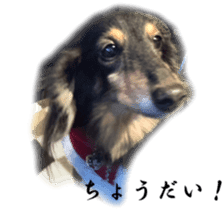 dachshund-maro2 sticker #13701901