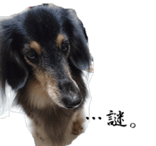 dachshund-maro2 sticker #13701903