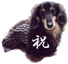 dachshund-maro2 sticker #13701905