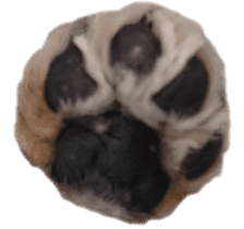 dachshund-maro2 sticker #13701907