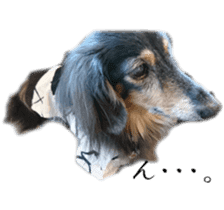 dachshund-maro2 sticker #13701909