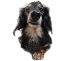 dachshund-maro2 sticker #13701911