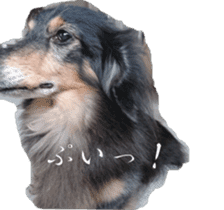 dachshund-maro2 sticker #13701913