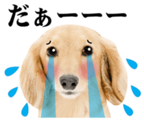 Cute dog of a picture sticker #13702473