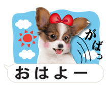 Cute dog of a picture sticker #13702478