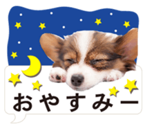 Cute dog of a picture sticker #13702479