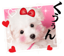 Cute dog of a picture sticker #13702482