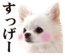 Cute dog of a picture sticker #13702487