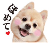 Cute dog of a picture sticker #13702488