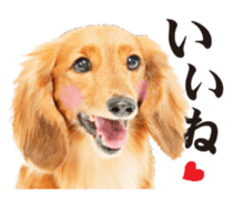 Cute dog of a picture sticker #13702490