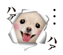 Cute dog of a picture sticker #13702497