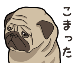 Daily Pug sticker #13702567