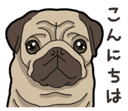 Daily Pug sticker #13702568