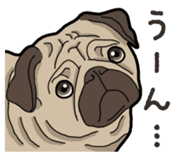 Daily Pug sticker #13702570