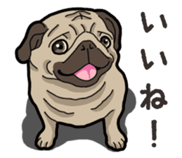 Daily Pug sticker #13702571