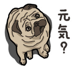 Daily Pug sticker #13702574