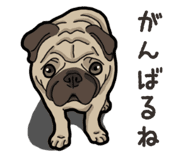 Daily Pug sticker #13702577