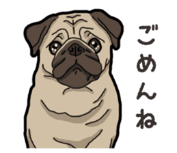 Daily Pug sticker #13702578