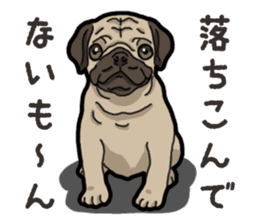 Daily Pug sticker #13702579