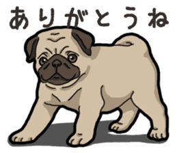 Daily Pug sticker #13702580