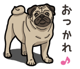 Daily Pug sticker #13702581