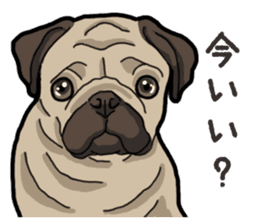 Daily Pug sticker #13702582
