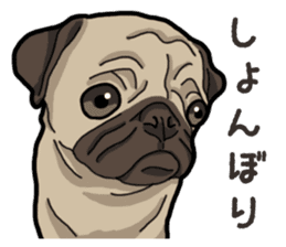 Daily Pug sticker #13702584