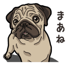 Daily Pug sticker #13702587