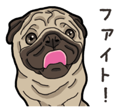 Daily Pug sticker #13702588