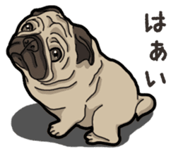 Daily Pug sticker #13702590