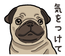 Daily Pug sticker #13702595