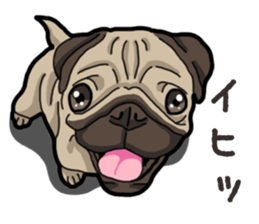 Daily Pug sticker #13702599