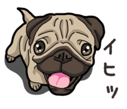 Daily Pug sticker #13702599