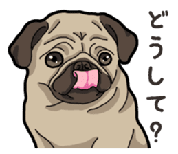 Daily Pug sticker #13702602