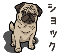 Daily Pug sticker #13702604