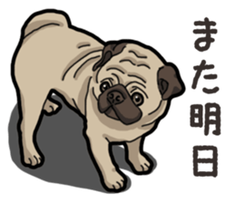Daily Pug sticker #13702605