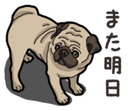 Daily Pug sticker #13702605