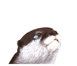 Easy to use!otter sticker #13703171