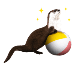 Easy to use!otter sticker #13703194