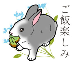 Fluffy wild rabbit 2 sticker #13707951