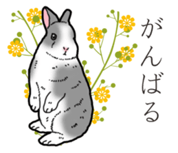 Fluffy wild rabbit 2 sticker #13707980