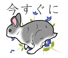 Fluffy wild rabbit 2 sticker #13707985