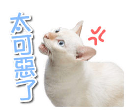 PET IN HOUSE sticker #13708747