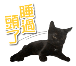 PET IN HOUSE sticker #13708751