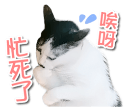 PET IN HOUSE sticker #13708756