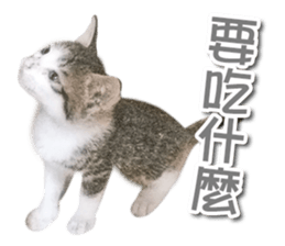 PET IN HOUSE sticker #13708757