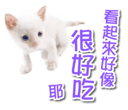 PET IN HOUSE sticker #13708758