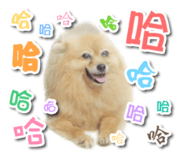 PET IN HOUSE sticker #13708759