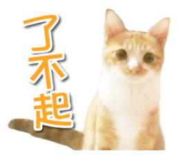 PET IN HOUSE sticker #13708763