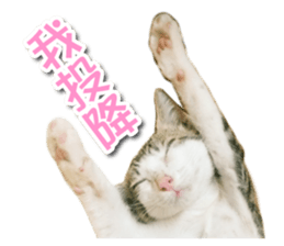 PET IN HOUSE sticker #13708765